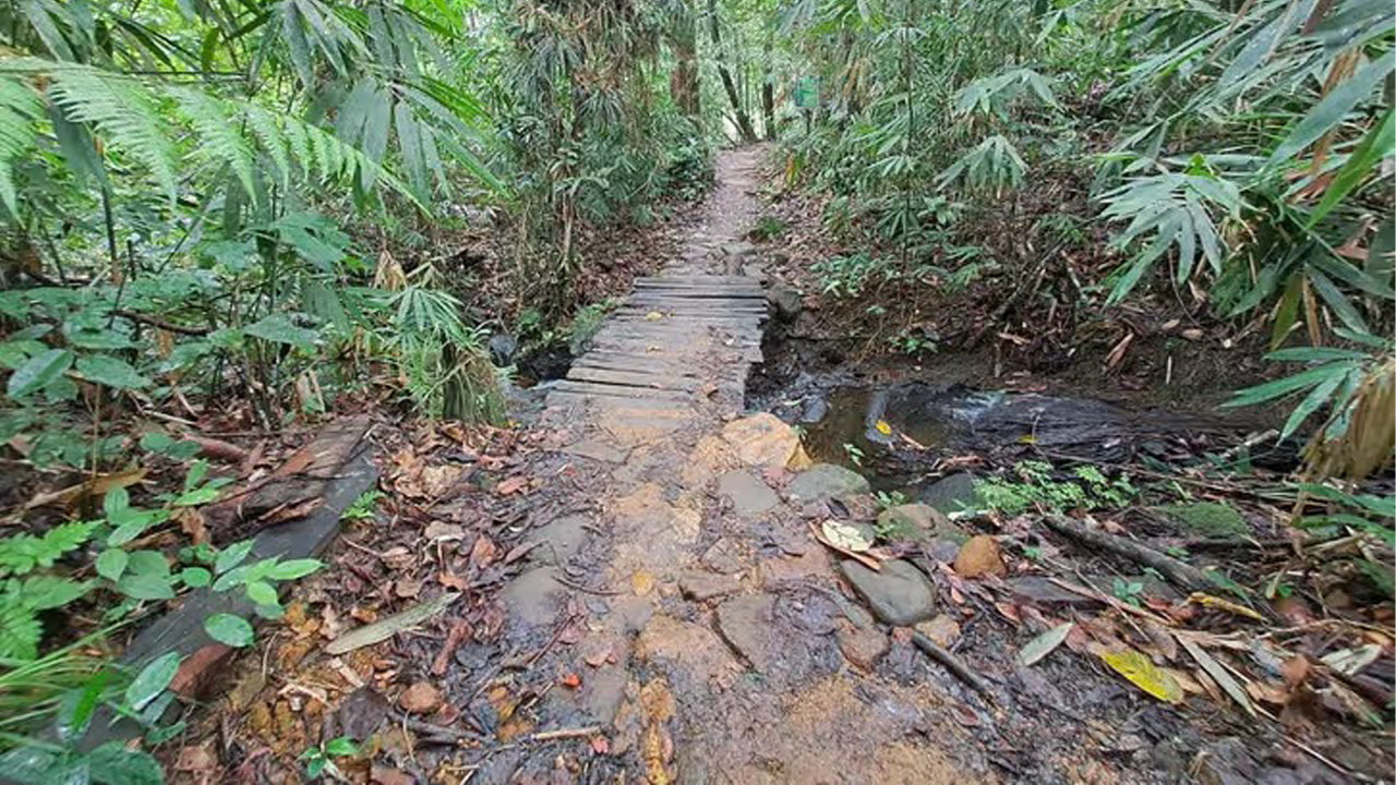 Sinharaja Rainforest Day Trip from Ahangama