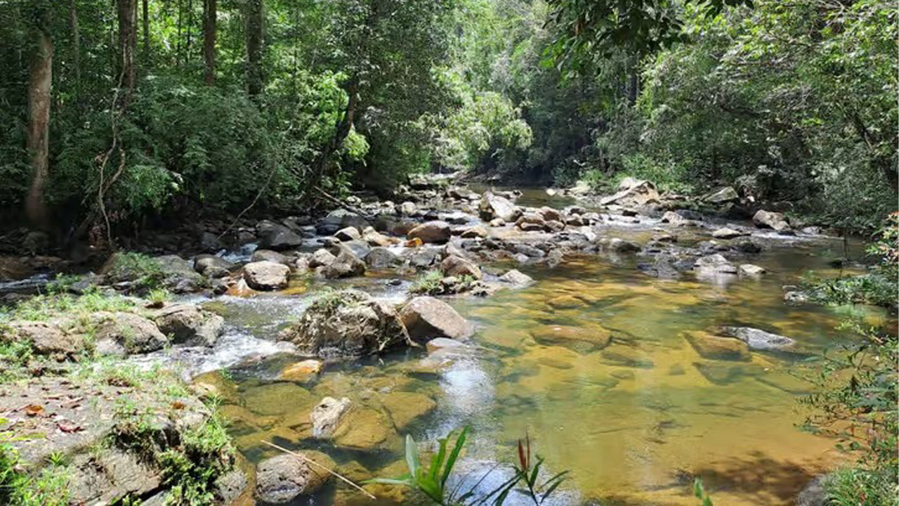 Sinharaja Rainforest Day Trip from Ahangama