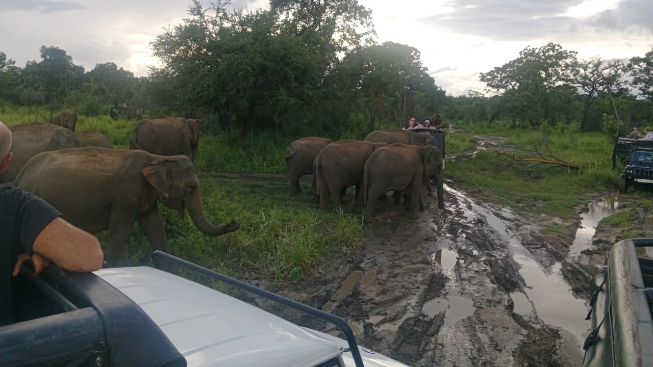 Polonnaruwa Heritage and Hurulu Eco Park Safari from Trincomalee