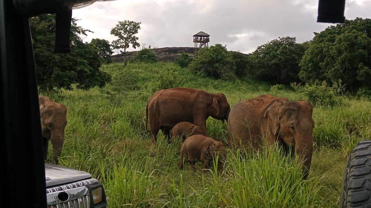Polonnaruwa Heritage and Hurulu Eco Park Safari from Pasikuda