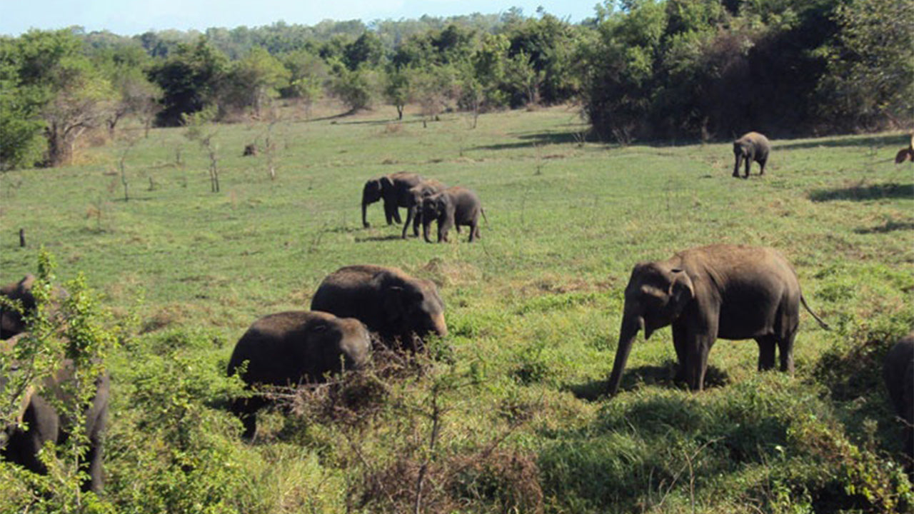 Wasgamuwa National Park Safari from Kandy