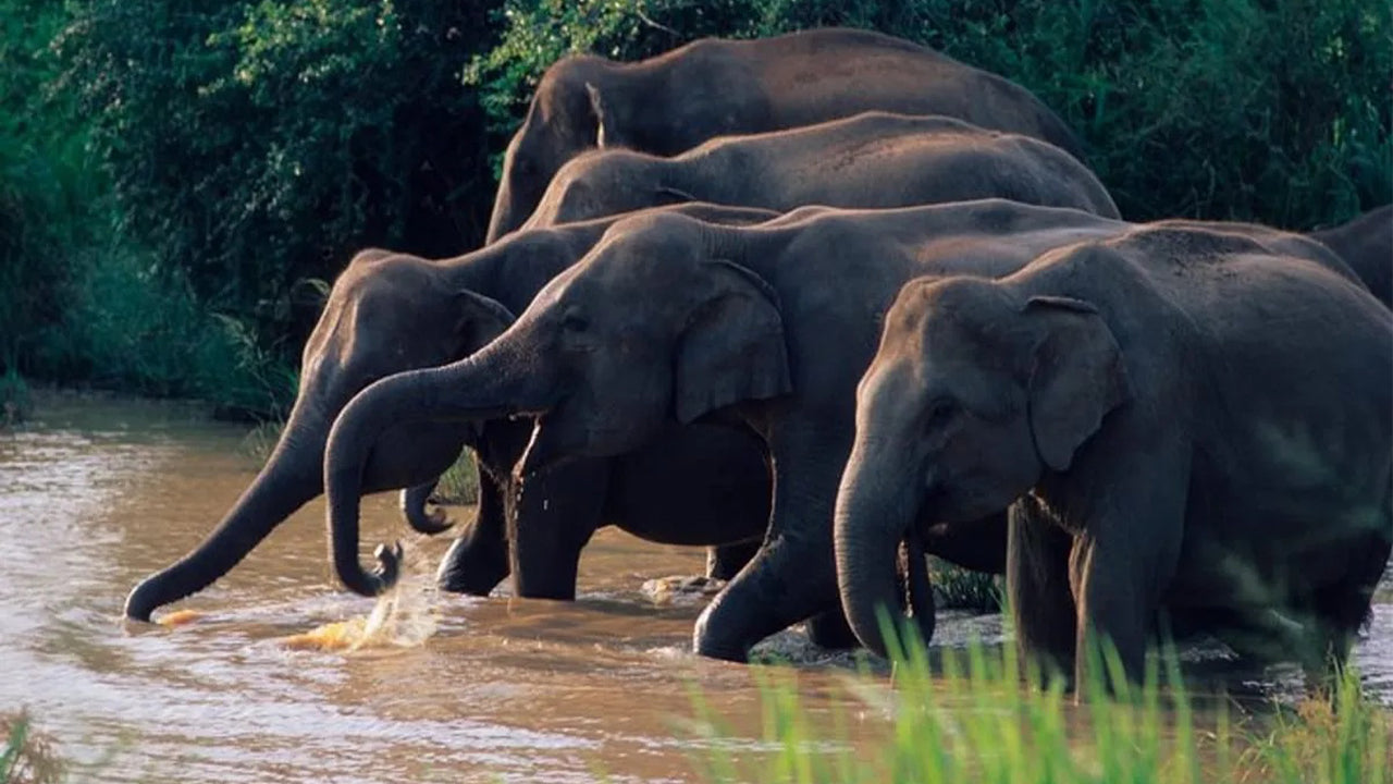 Wasgamuwa National Park Safari from Kandy