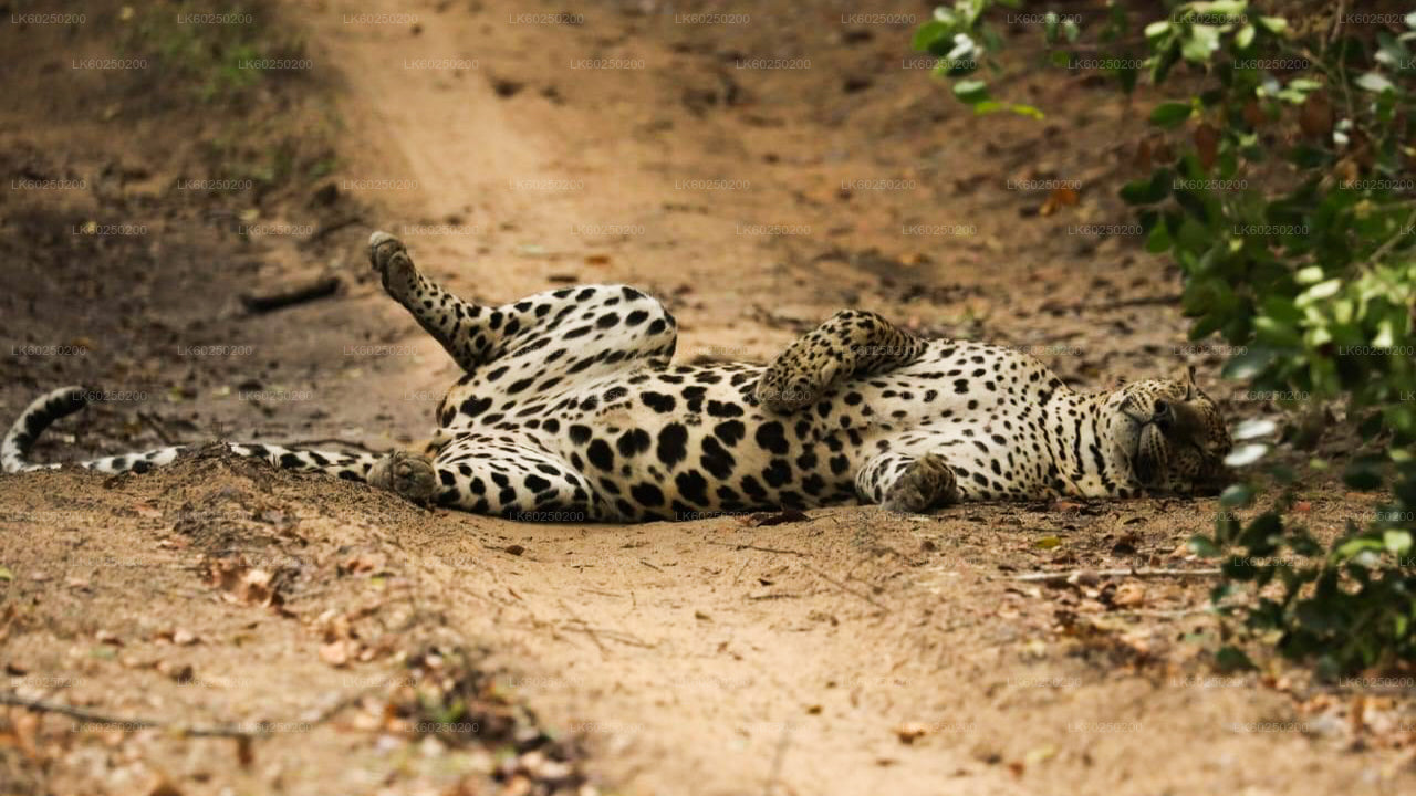 Yala National Park Safari from Unawatuna