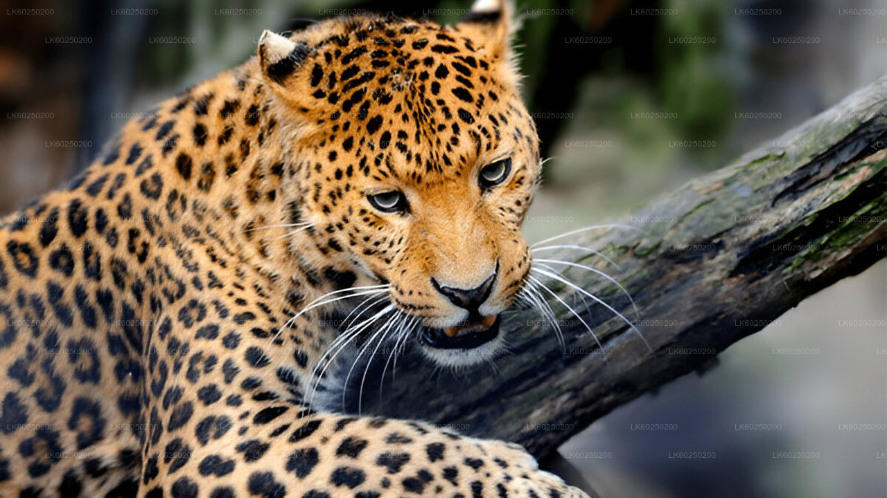 Yala National Park Safari from Unawatuna