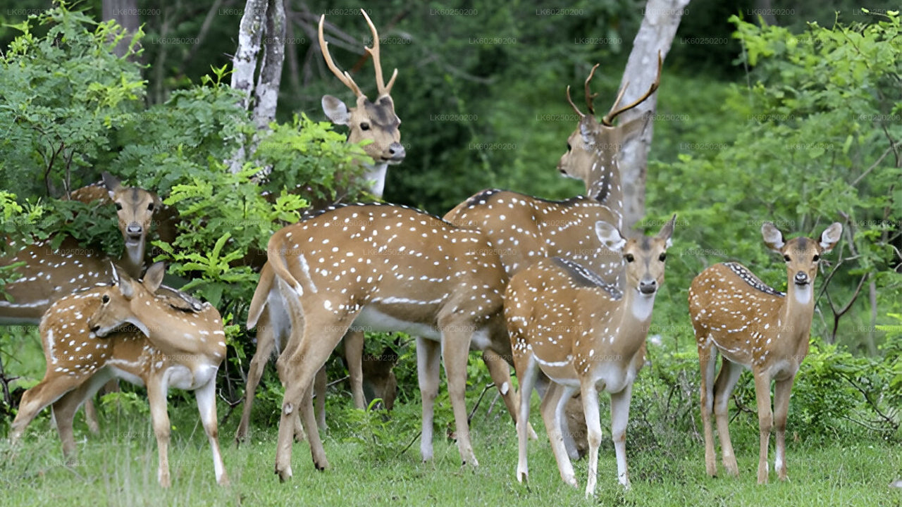 Yala National Park Safari from Unawatuna
