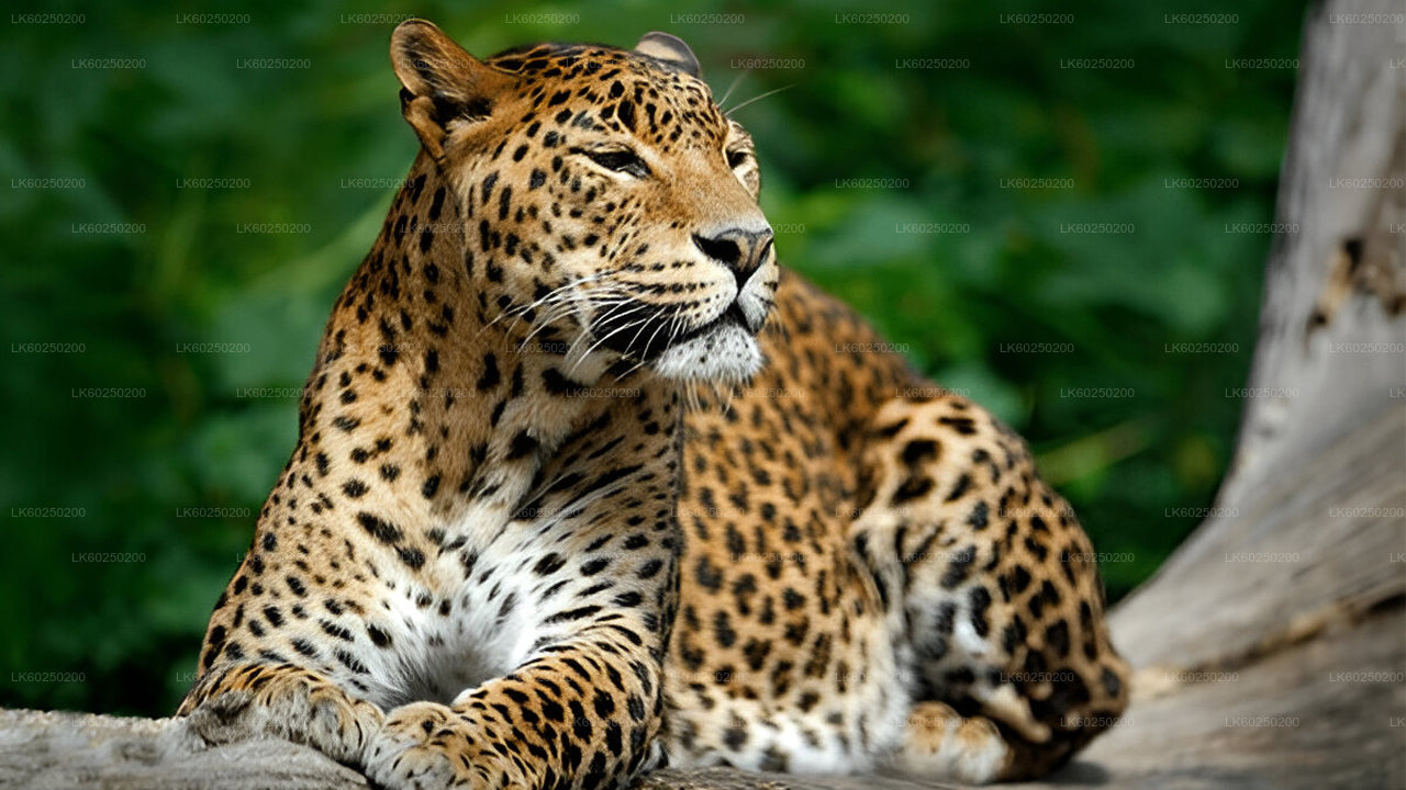 Yala National Park Safari from Unawatuna