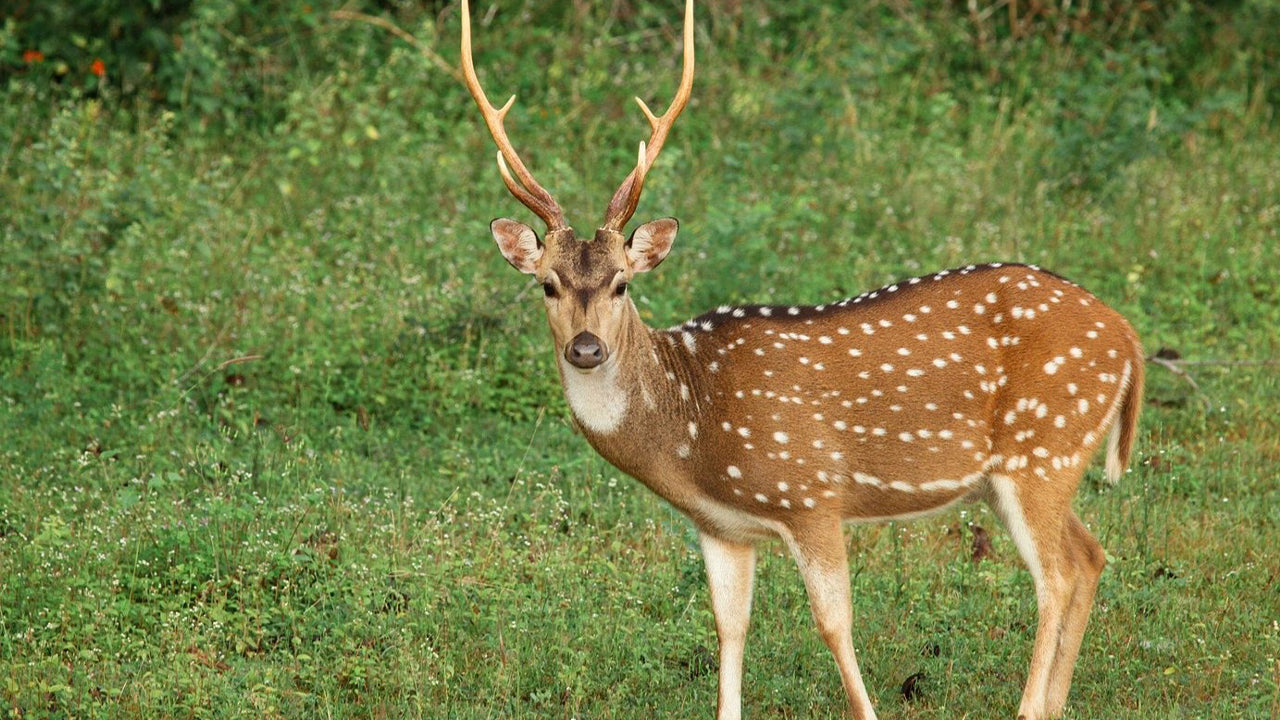 Yala National Park Safari from Weligama