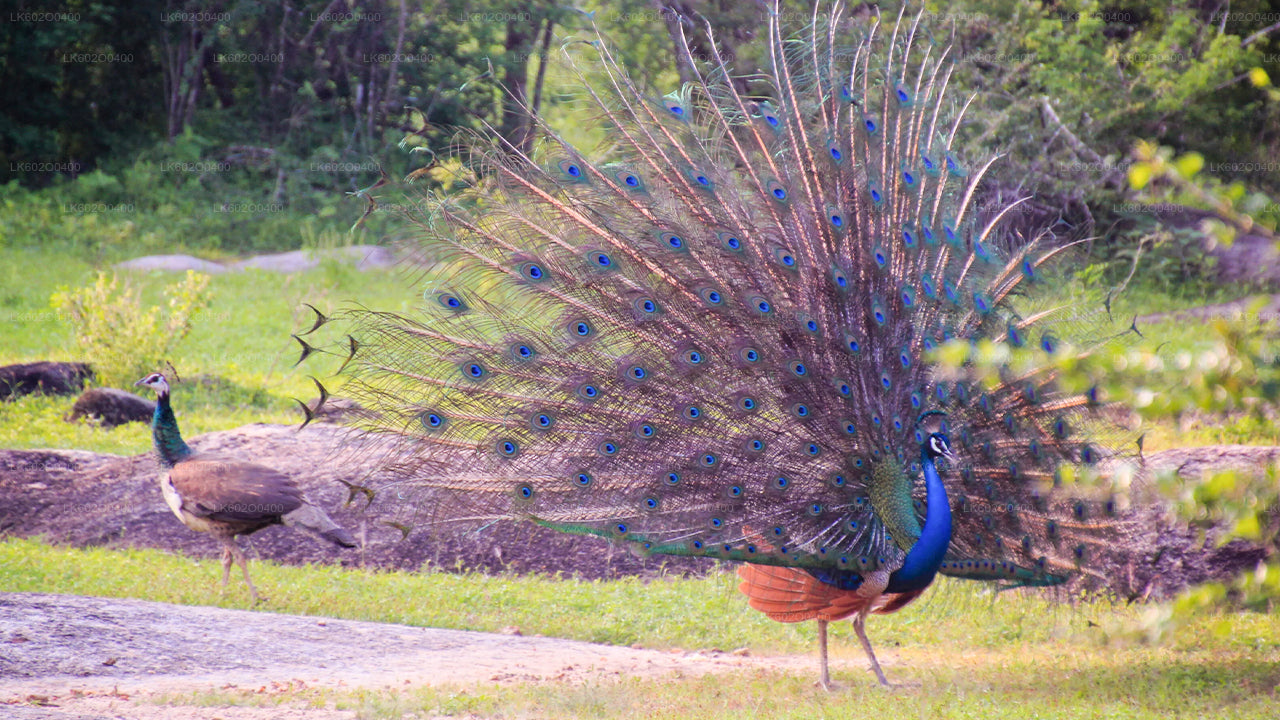 Yala National Park Safari from Mirissa