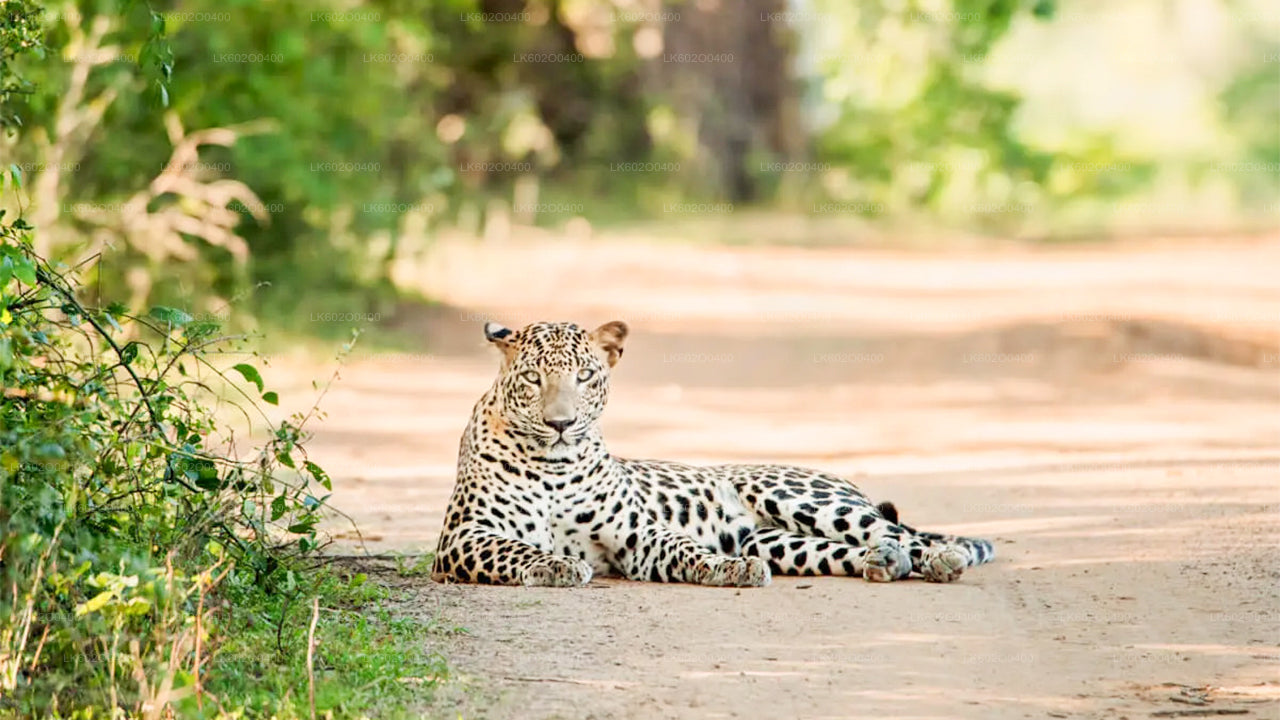 Yala National Park Safari from Mirissa
