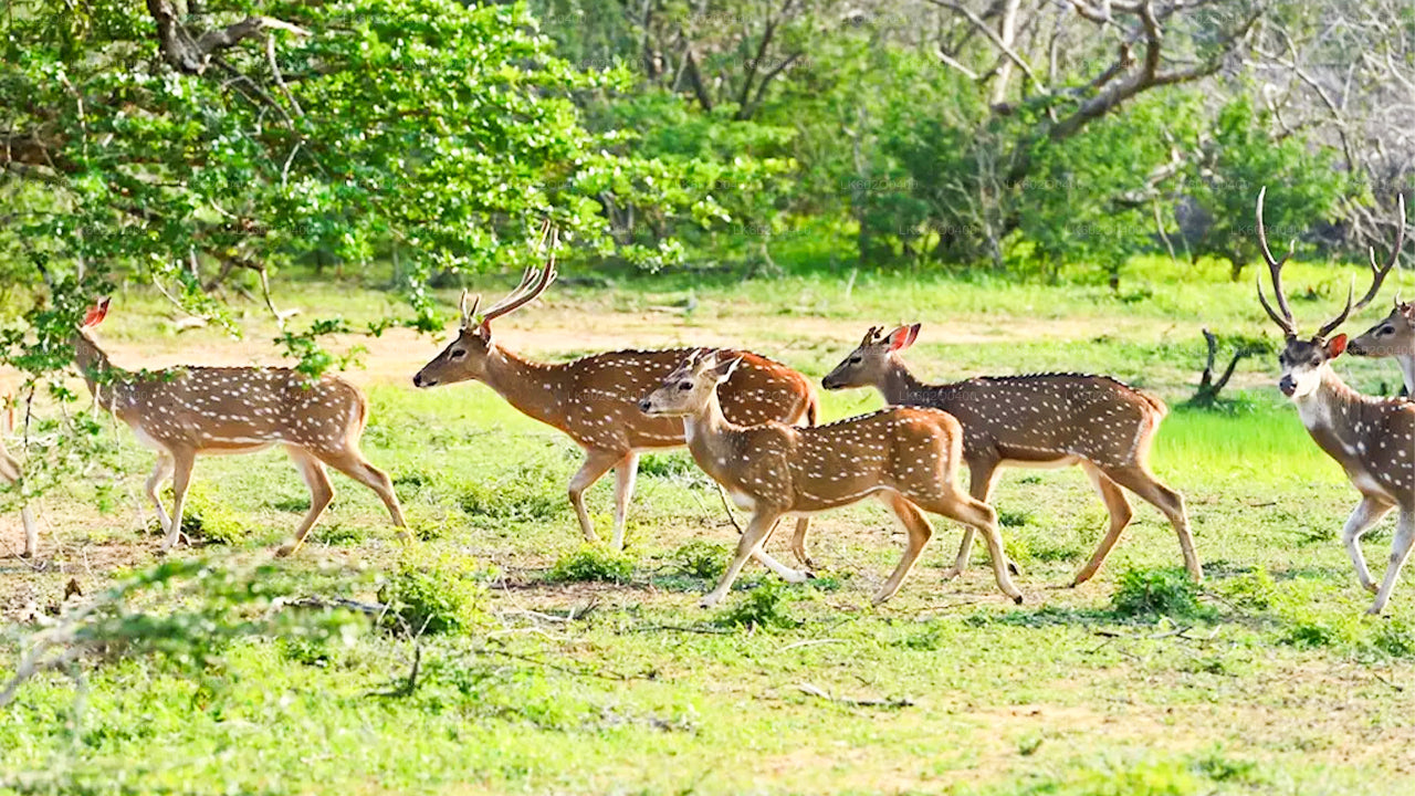 Yala National Park Safari from Mirissa