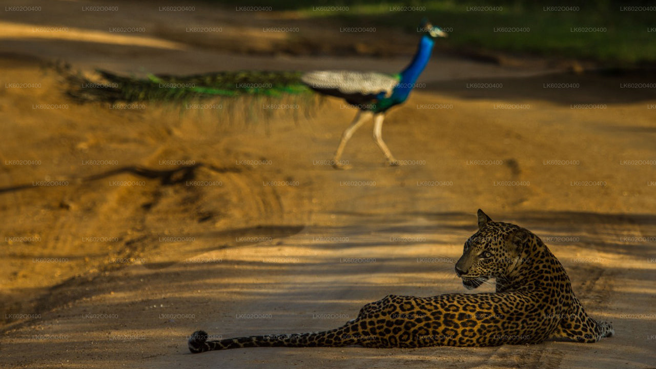 Yala National Park Safari from Mirissa