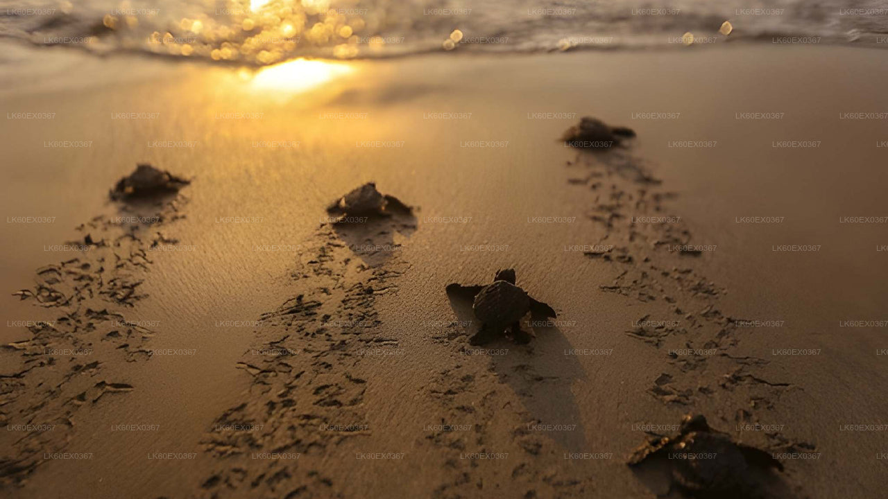 Baby Turtle Release from Mirissa