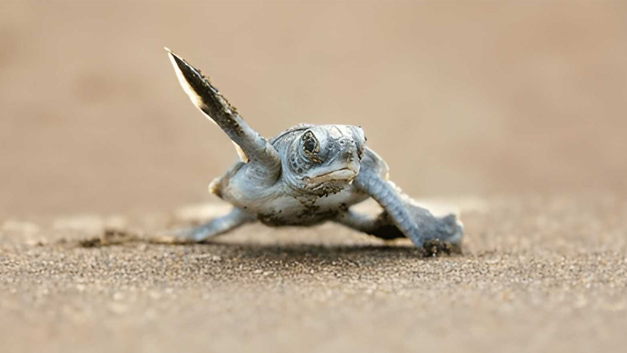 Baby Turtle Release from Mirissa