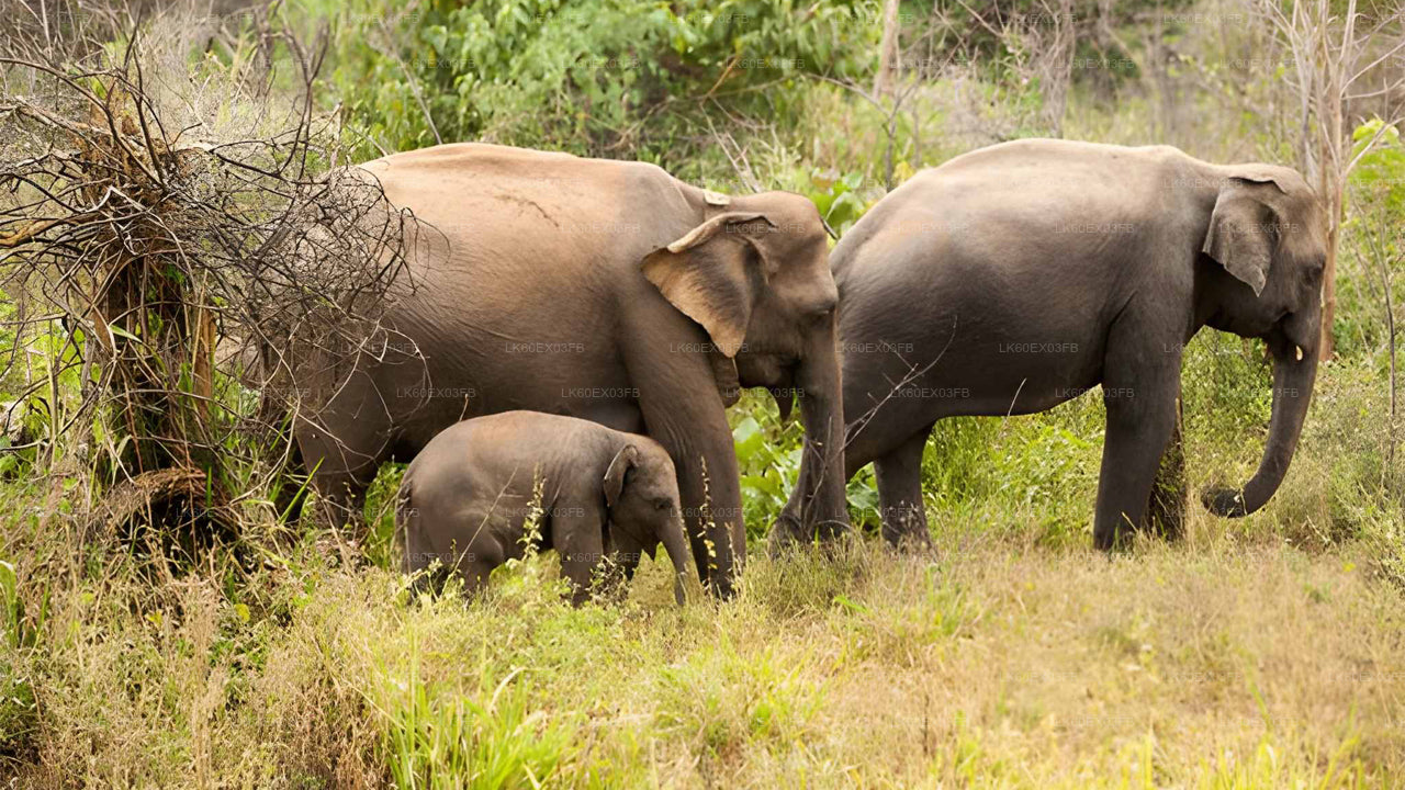 Three elephants, including a baby, walking through a grassy forest.