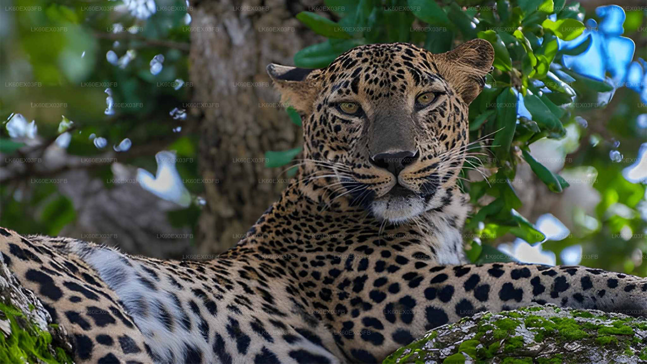 Leopard resting on a branch with green foliage in the background