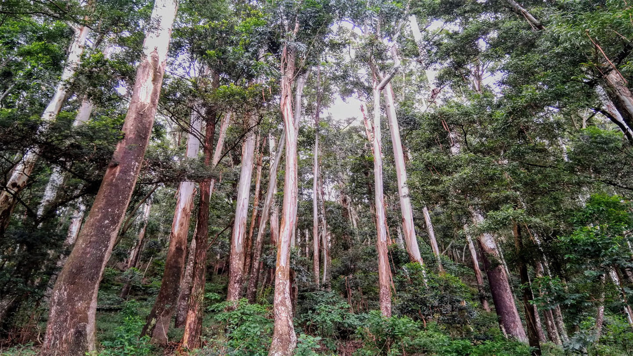 Trek to Lion’s Rock from Sinharaja Rain Forest