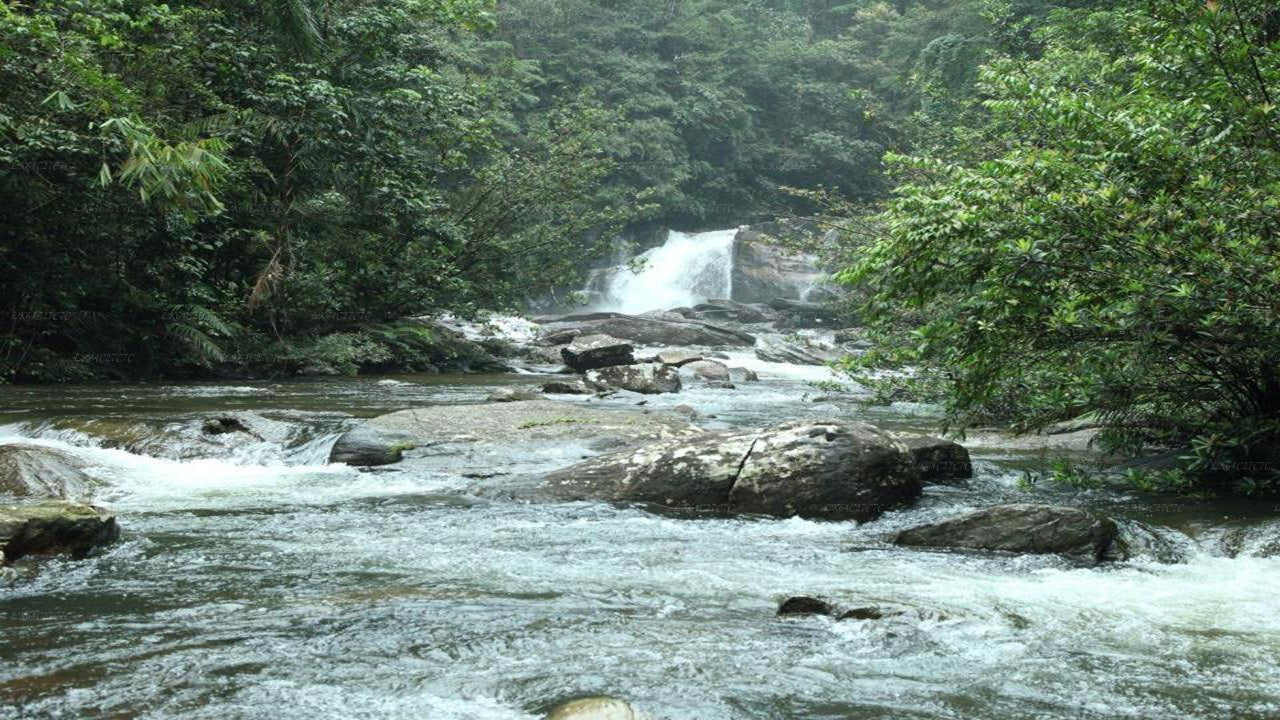 Trek to Lion’s Rock from Sinharaja Rain Forest