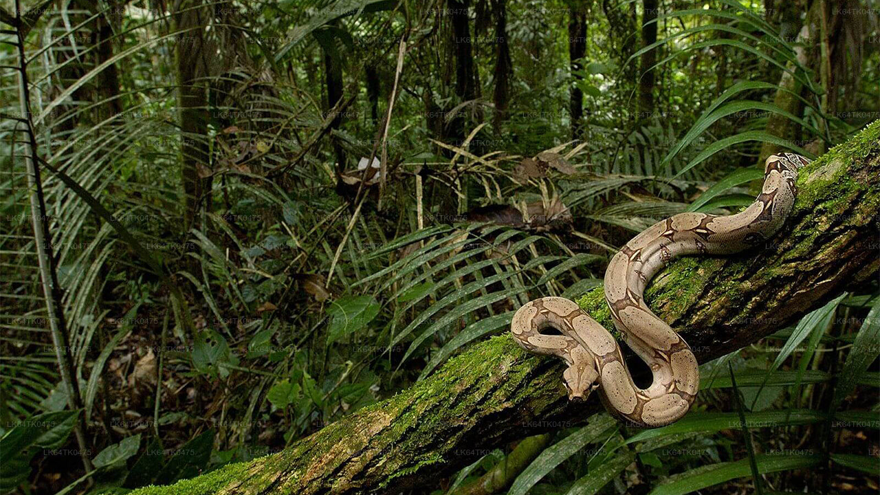 Kanneliya Rainforest Trek from Galle