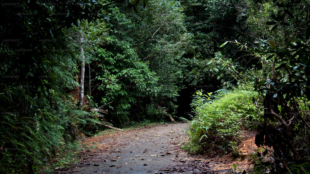 Kanneliya Rainforest Trek from Galle