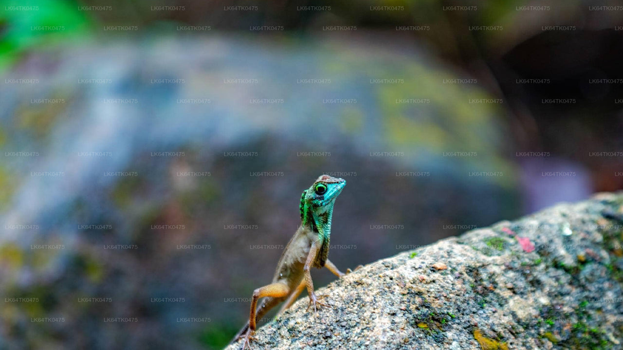 Kanneliya Rainforest Trek from Galle