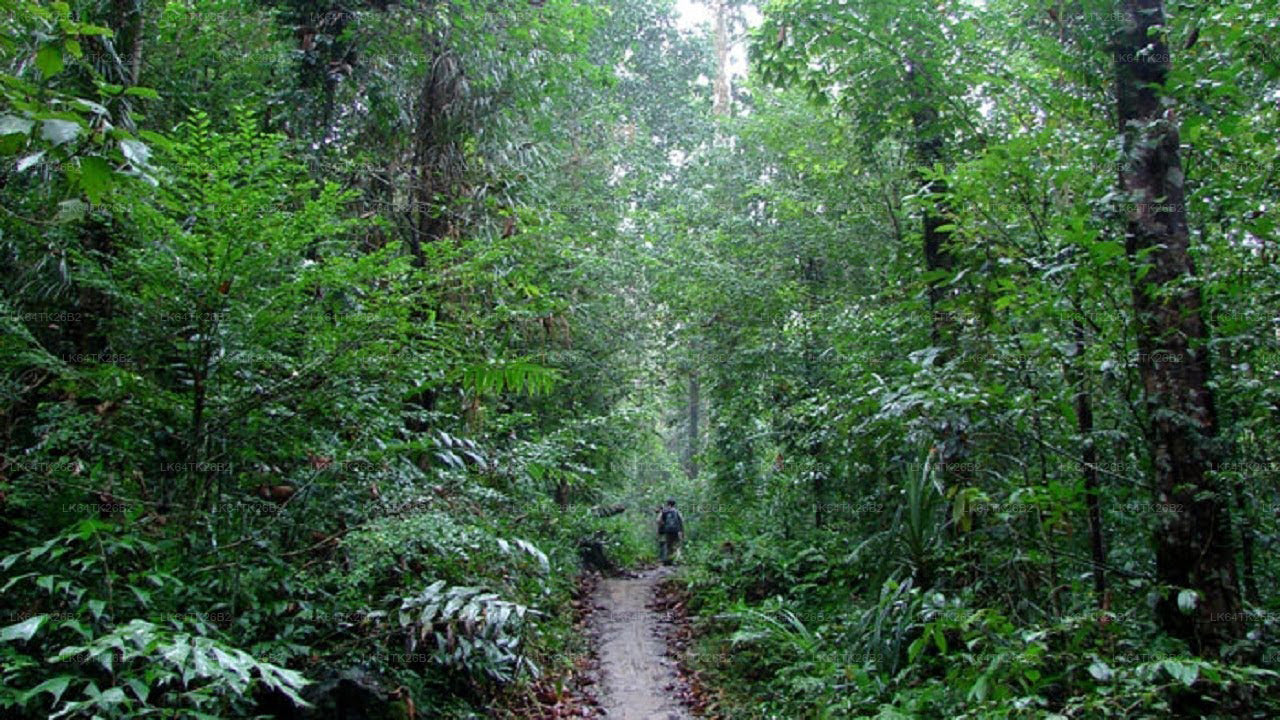 Trek to Lion’s Rock from Sinharaja Rain Forest