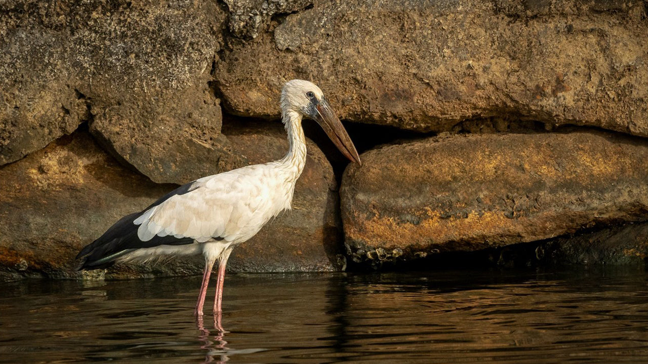 Koggala Lake Boat Safari