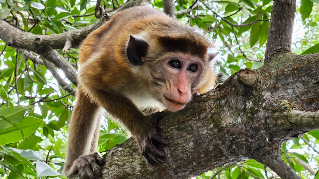 Koggala Lake Boat Safari