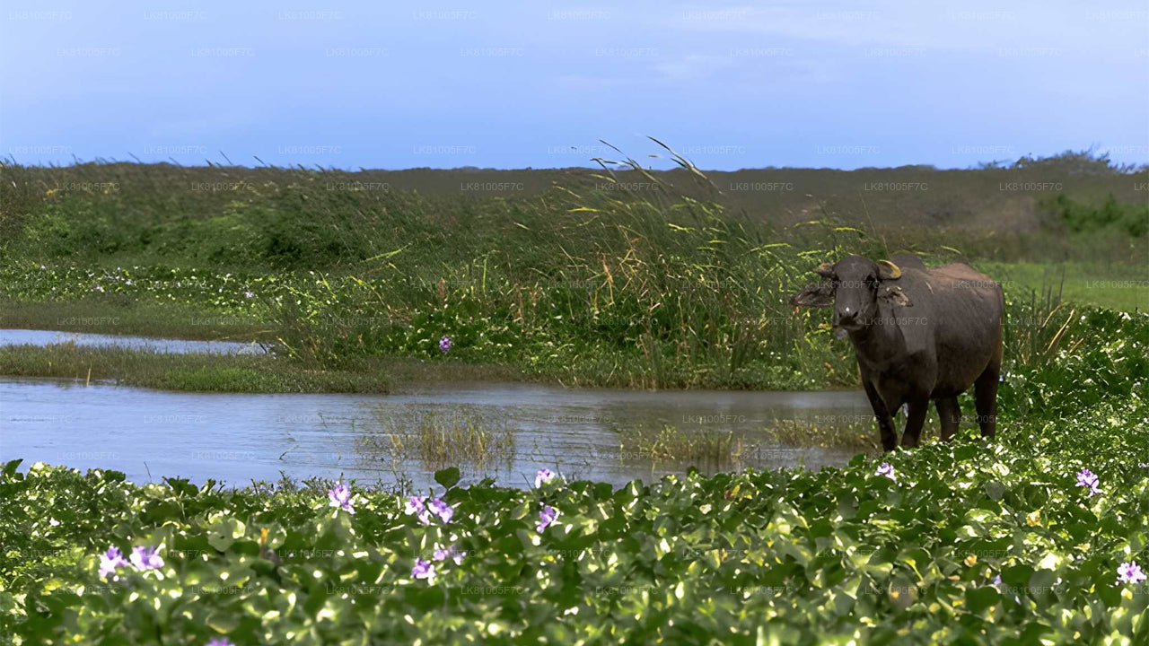 Bundala National Park Safari from Hambantota Seaport