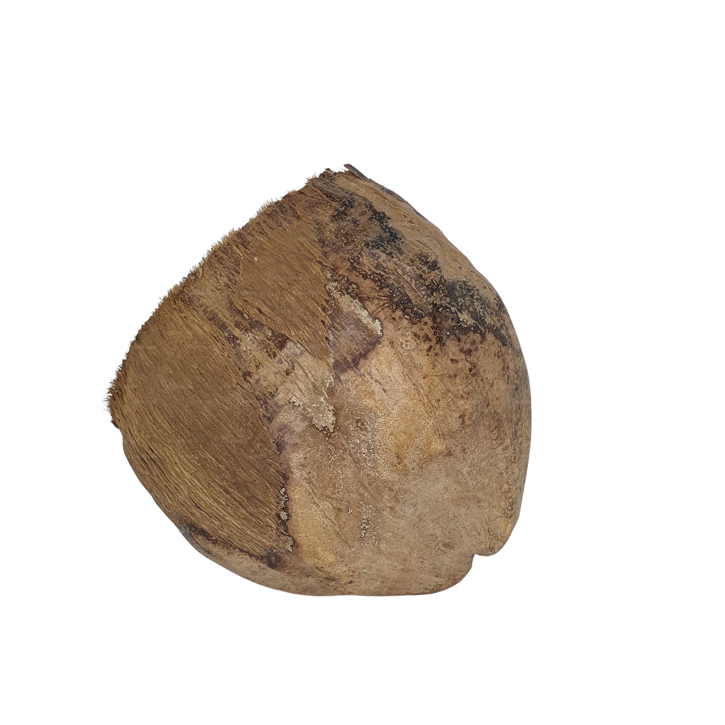 Bivenro Natural 3/4 Cocoa Hideout With Husk design (Free Size)