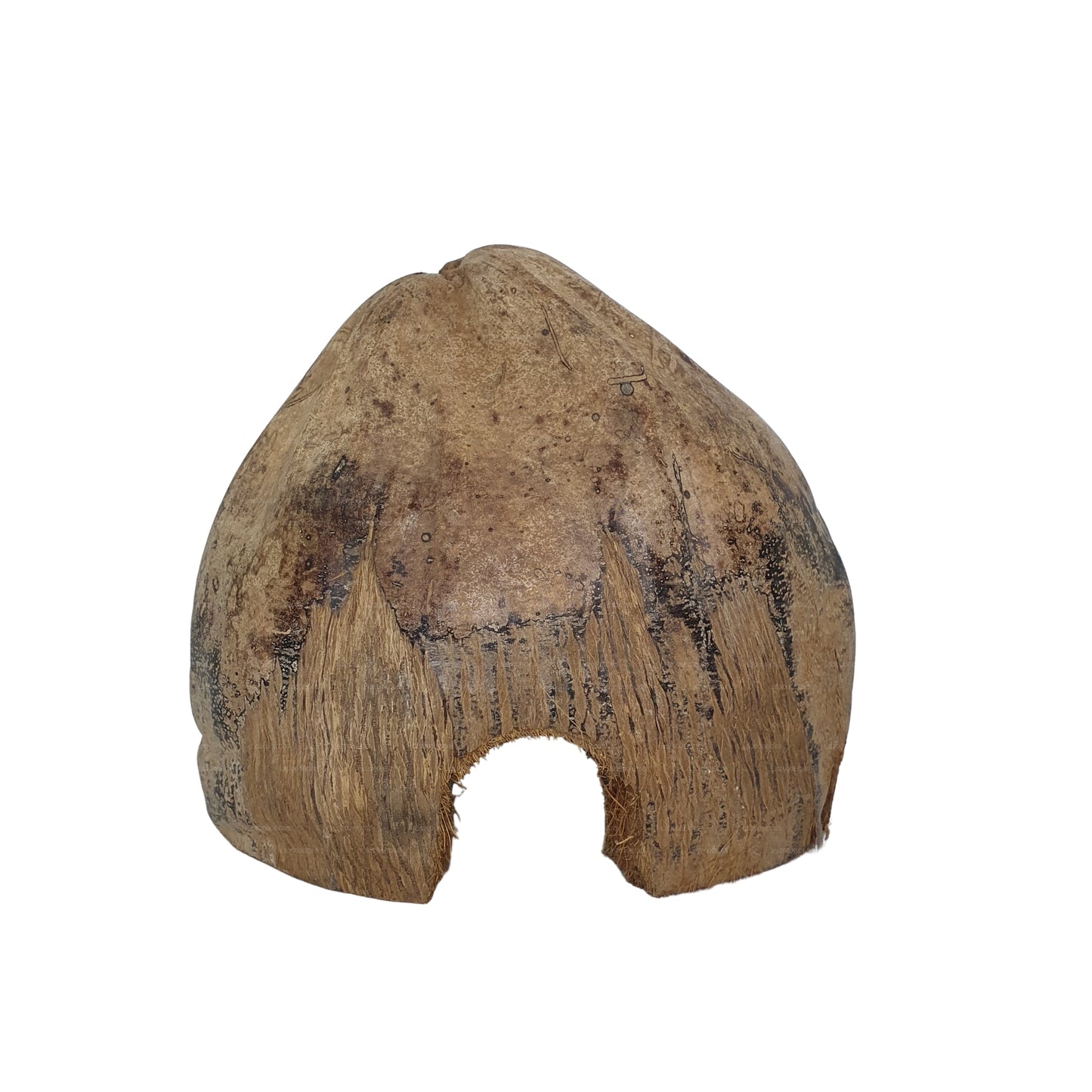 Bivenro Natural 3/4 Cocoa Hideout With Husk design (Free Size)