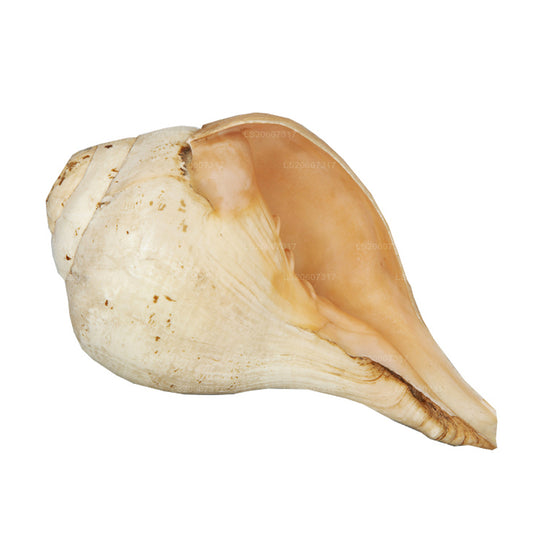 Lakpura® Sri Lankan Hakgediya