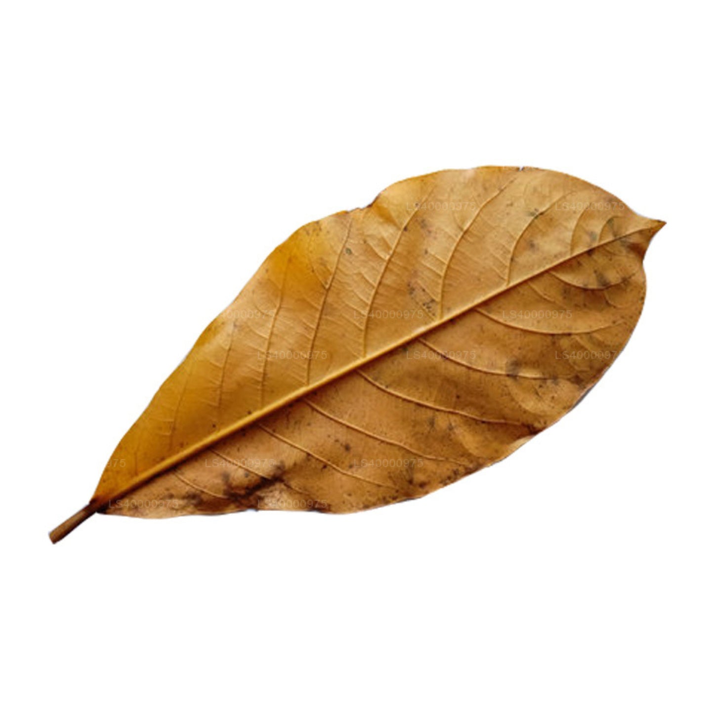 Lakpura® Wildcrafted Dehydrated Terminalia Catappa Leaves (Kottamba, Indian Almond) Pack