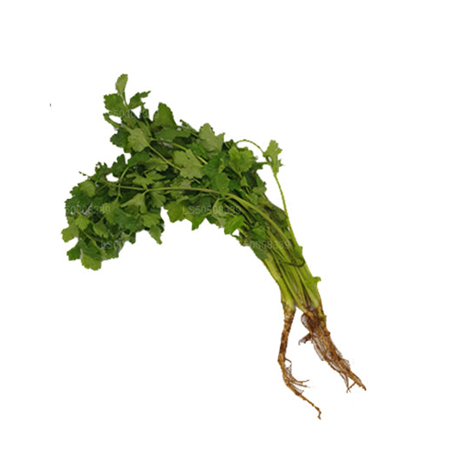 Lakpura® Coriander Leaves