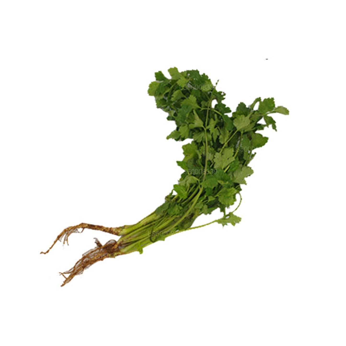 Lakpura® Coriander Leaves
