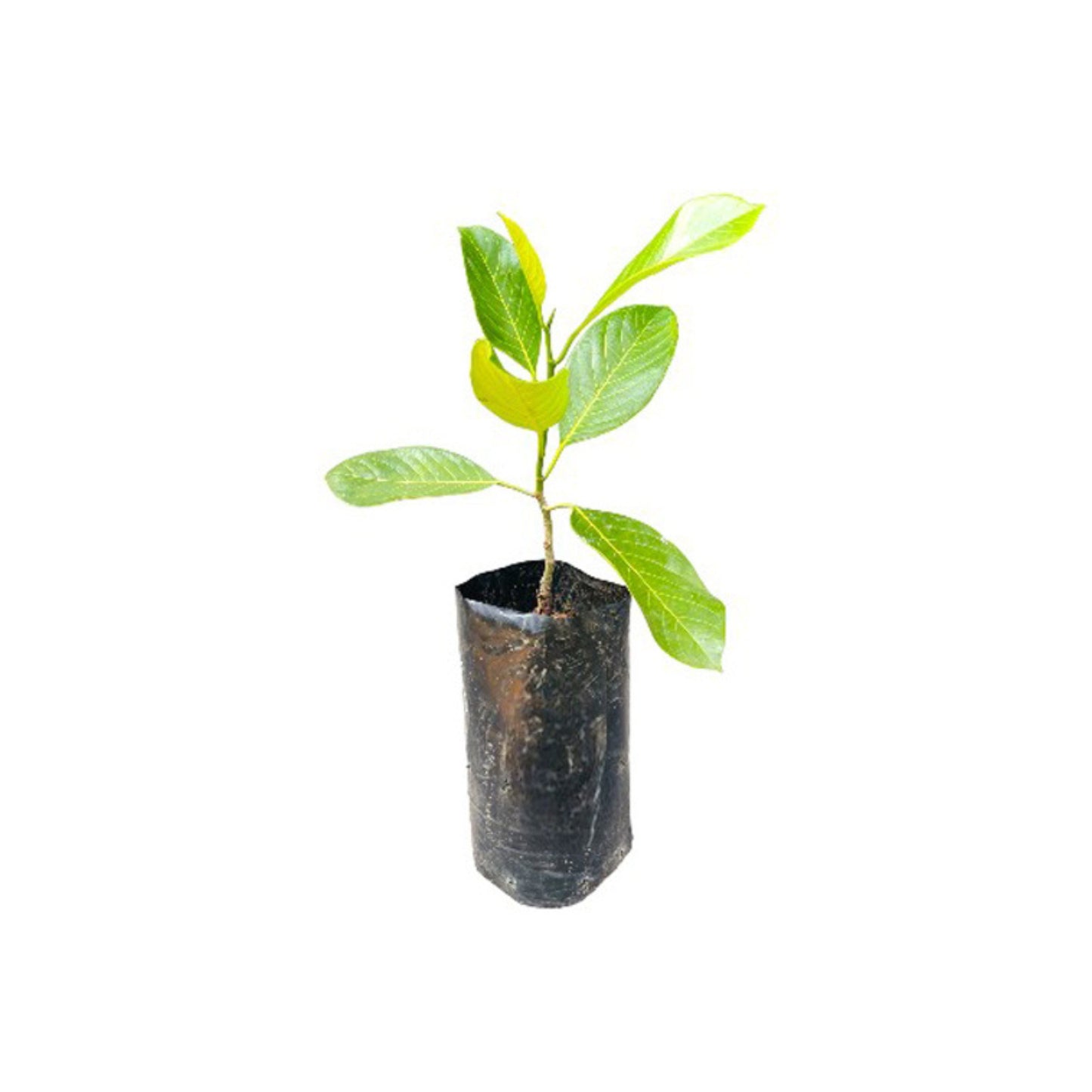 Lakpura® Malaysian Seedless Jackfruit Plant