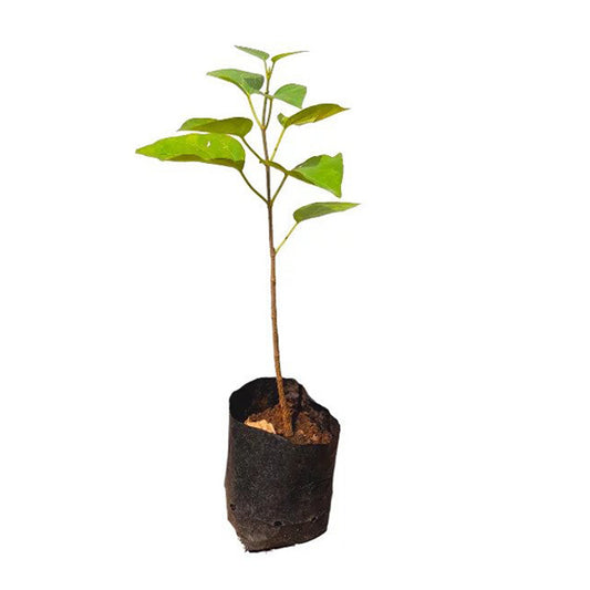 Lakpura® Ruk Anguna Plant