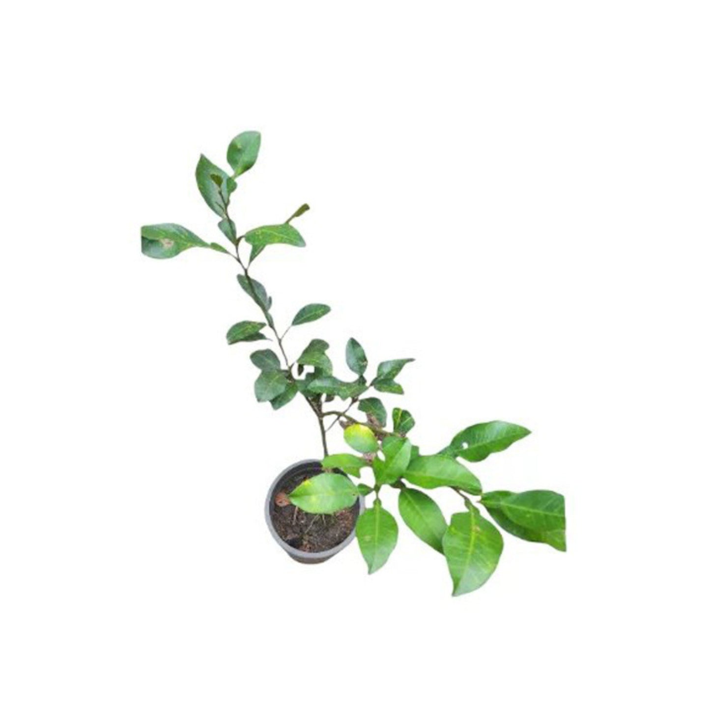 Lakpura® Thai White Pomelo Grafted Plant