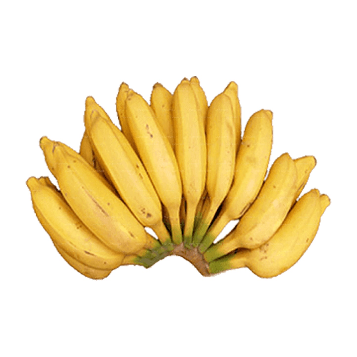 Lakpura® Seeni Banana (Seeni Kesel)