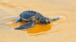 Southern Coast Highlights and River Safari from Ahungalla