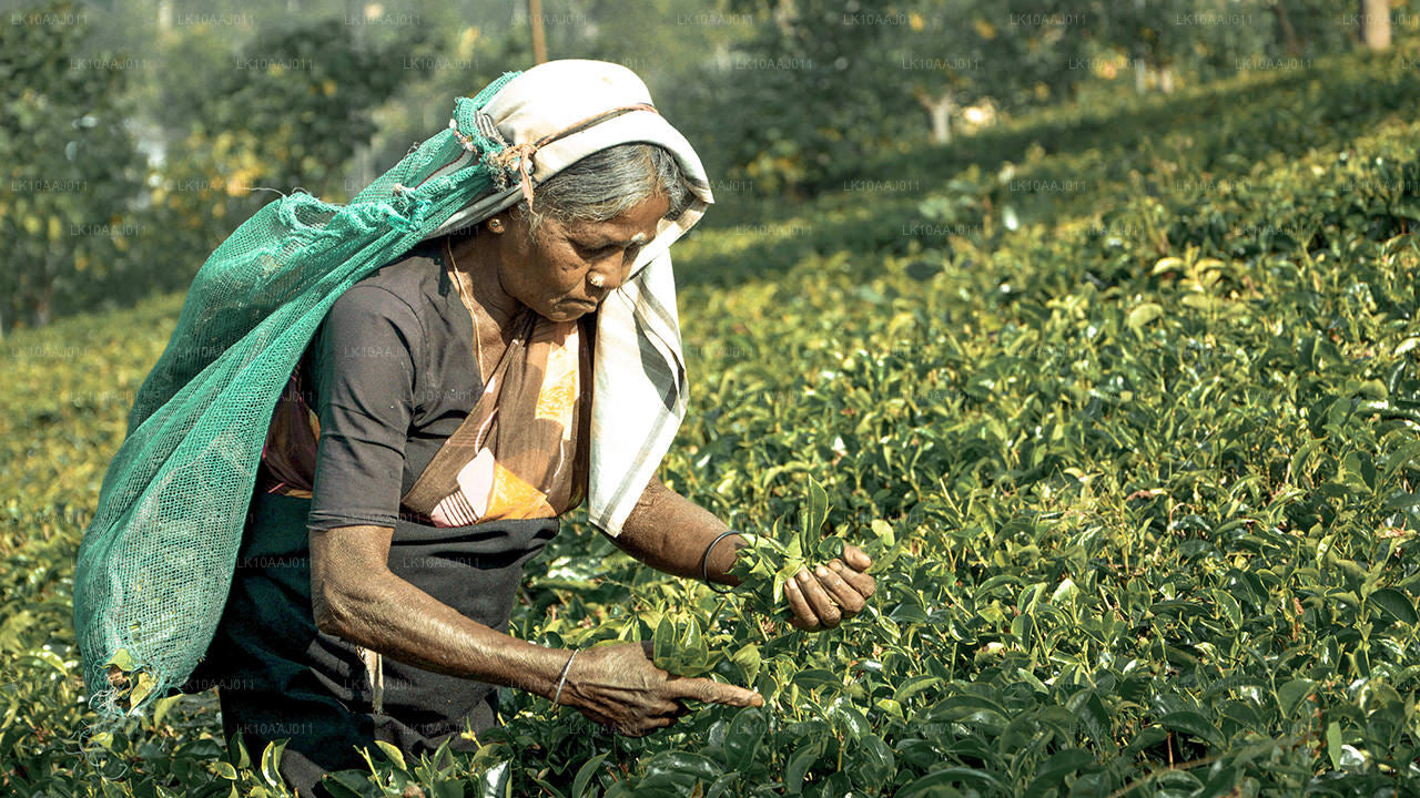 Low-grown Tea Factory Visit and Tea Tasting Experience From Galle