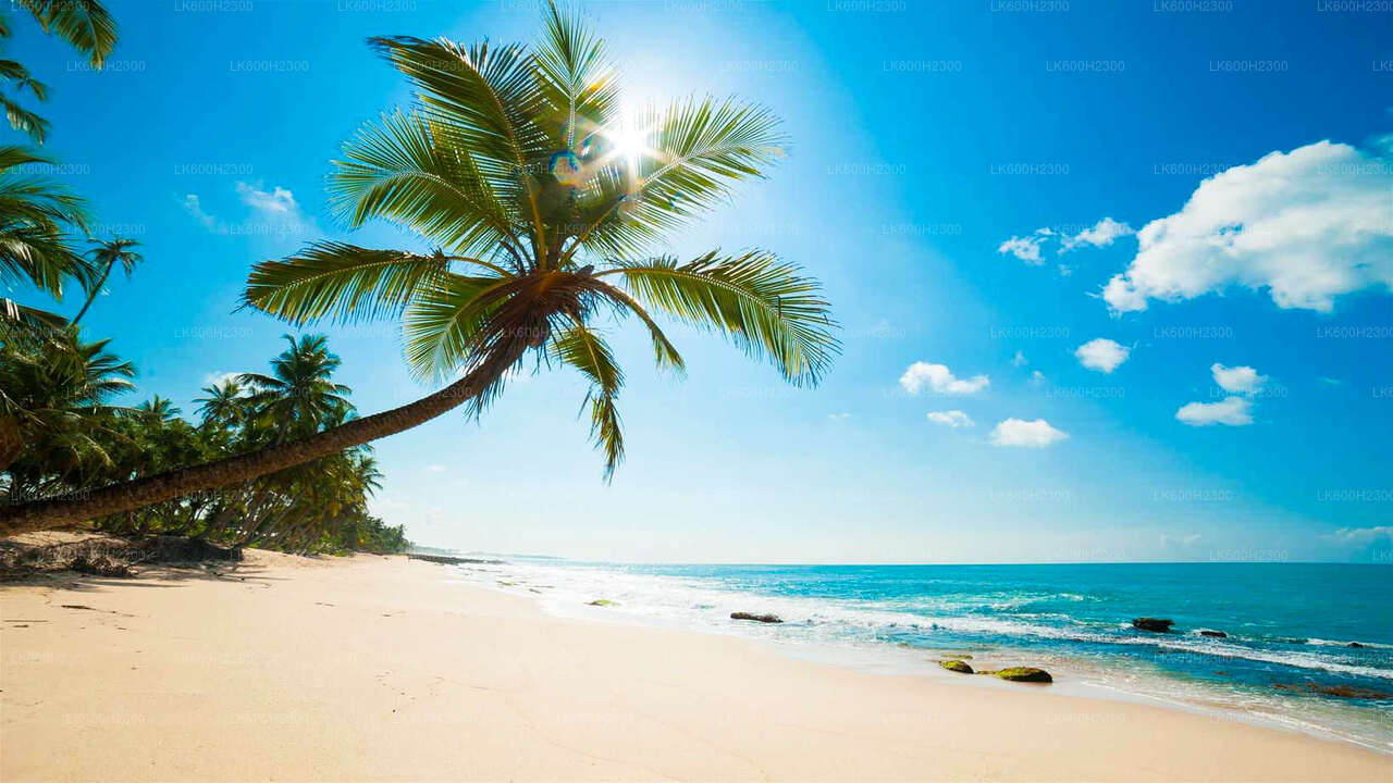 Negombo City Tour from Colombo